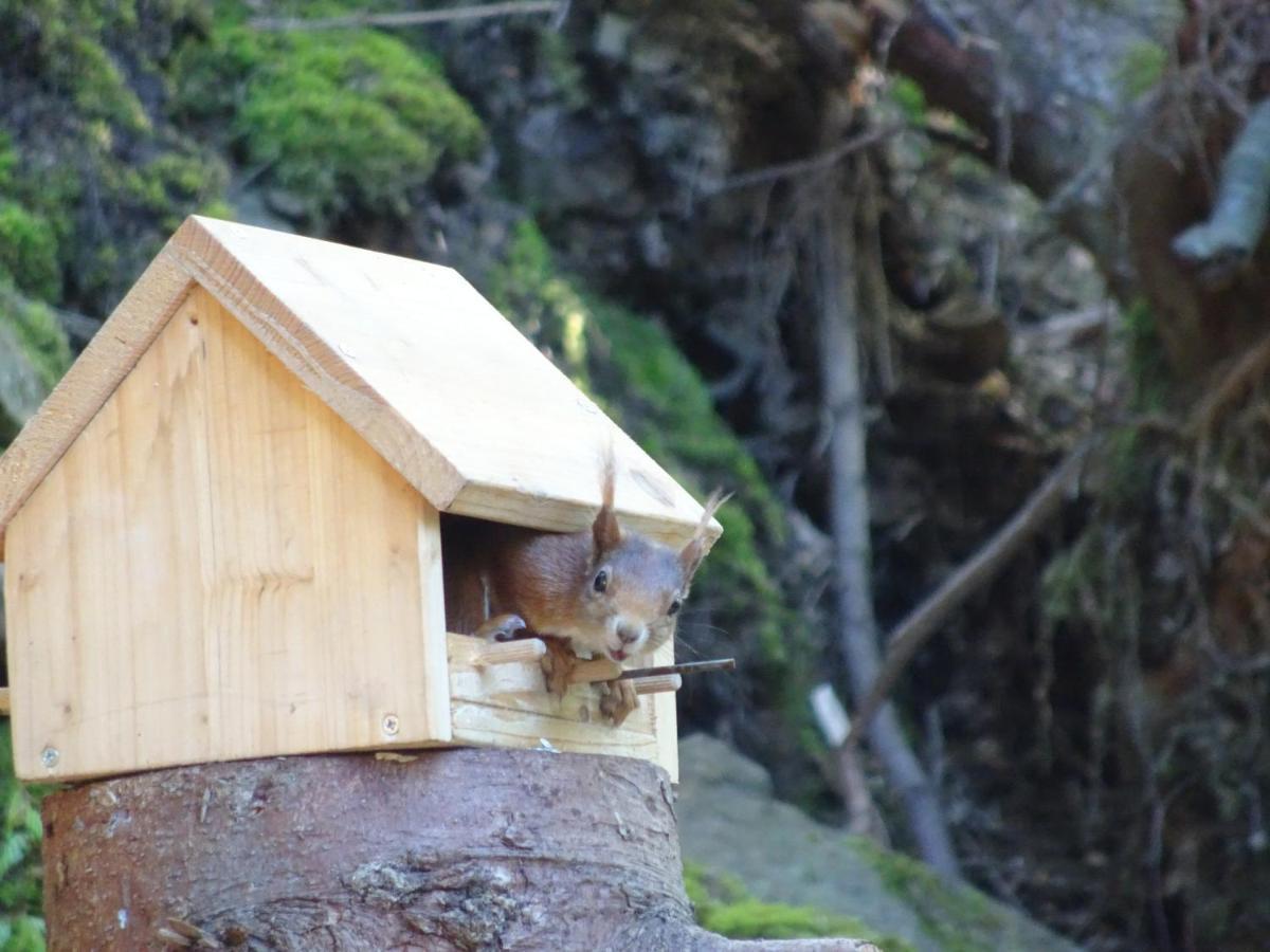 Waldurlaub Klingelborn Im Sauerland Appartement Balve Buitenkant foto